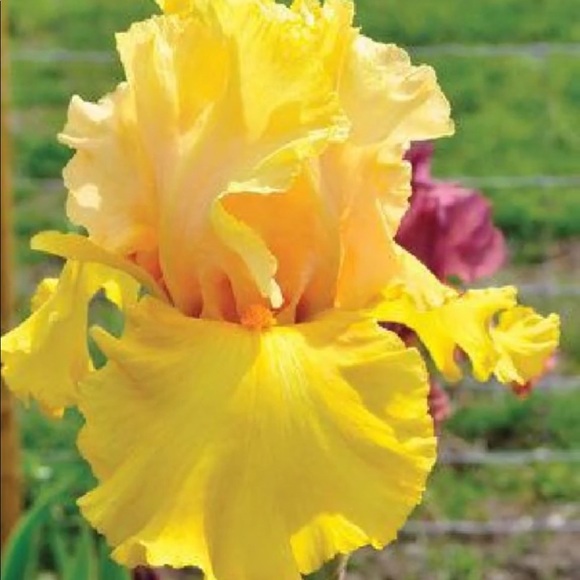 Thank you for visiting my closet - Picture 14 of 16